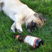 RUTHLESS- http://www.lcwwc.com/