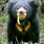 Sloth Bear