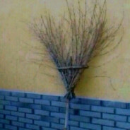 拿起牛至往里干