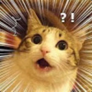 catz911