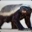 Honeybadger!!