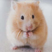 Аватар DevilHamster #TF2Easy