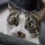 Chat𝜋touille