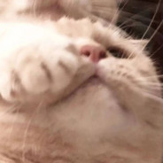 手握猫头无人能敌