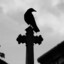 Raven