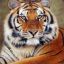 DoN_Tigar