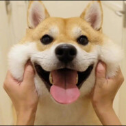 笨蛋总是掉眼泪