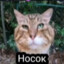 жиденький помпом