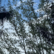 小馋猫烤肉拌饭