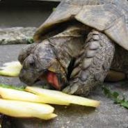 Tortuga
