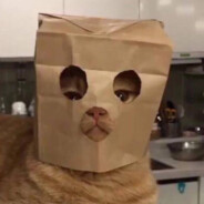 干拉白给刷抖音