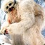 wampa_1