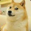 柴犬