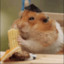 HamsterTeacher