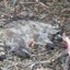 Dead Raccoon