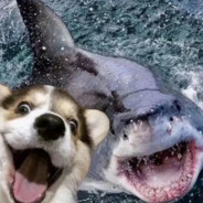 狗子爱舔包051009