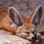 Fennec