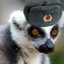 Comrade Lemur