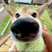 蛮子（05天才少年）