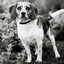 The Small Dog