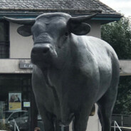 ('PQ') Little dit AubracBull