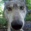 Luger_DOG