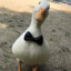 Business_Duck