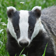 Badger