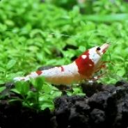 P!G  帳號被盜換 tpps89306