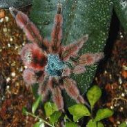 Pmk | need clan & mix