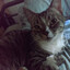 Avatar of I Love Cats