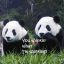 panda.n3o