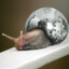 Disco Snail ๑ï