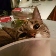 Latka avatar