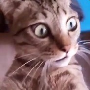 Обкуренный КОТ