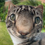 Steam avatar