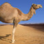 Hello,, camel