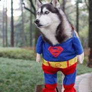 SUPERDOG