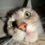 WilliamNoName's avatar