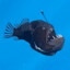 anglerfish