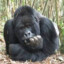 gorilla_ogaboga