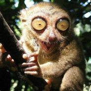 这怪不是我引的