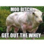 MOO BITCH GET OUT THE WHEY