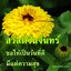 เล่นยังไง