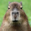 Pro Capybara