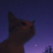 Aler