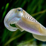 cumbersome cuttlefish