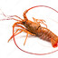 Crayfish