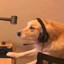 GAMUR DOGE