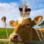 Muu King